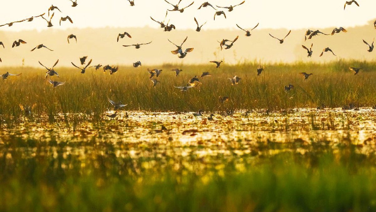 Khu du lịch Tràm Chim Đồng Tháp có gì hấp dẫn du khách?